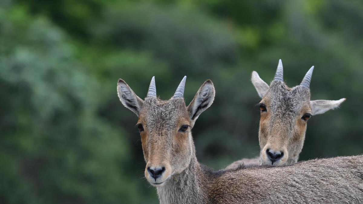 Le Tamil Nadu et le Kerala compteront les tahrs de Nilgiri lors de la première enquête synchronisée du 29 avril