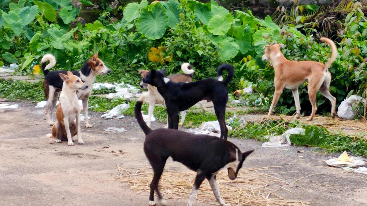 Stray dog menace returns with alarming intensity in Thrissur