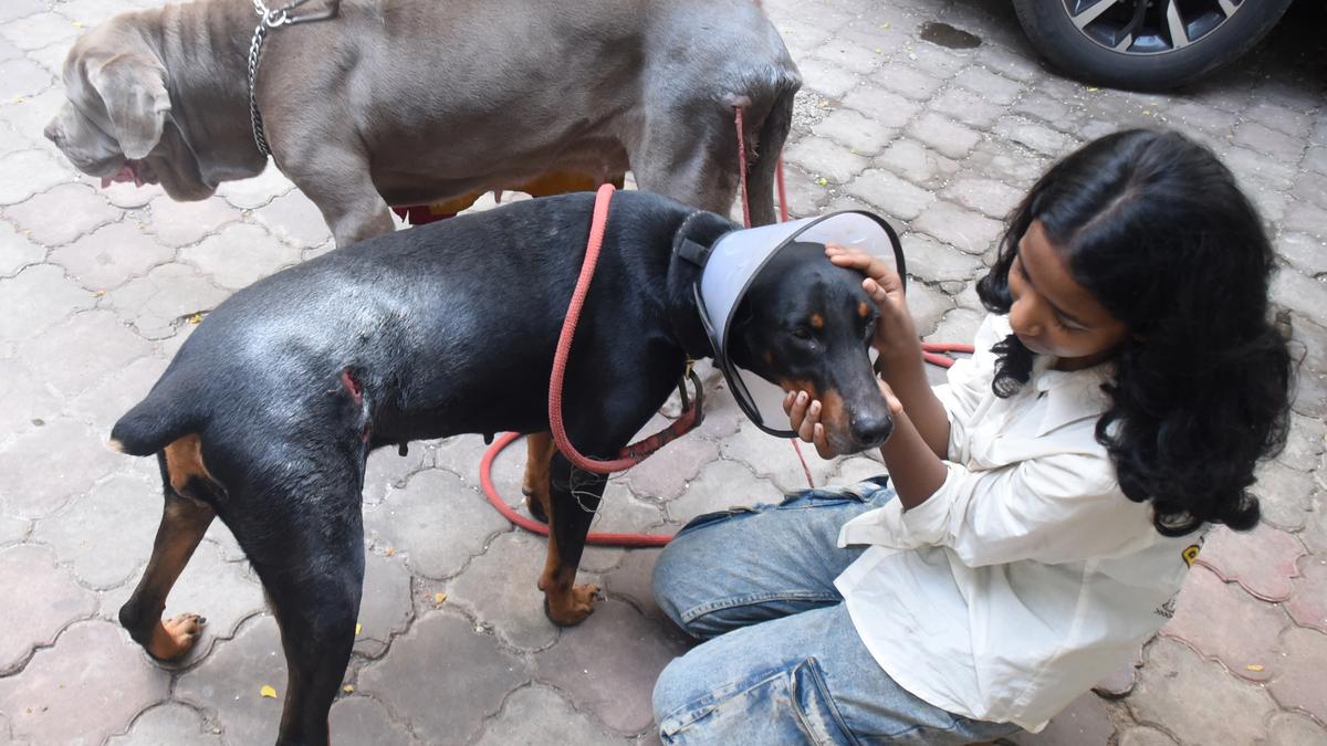 Rescued Neapolitan mastiff dies after excess dose of rabies vaccine