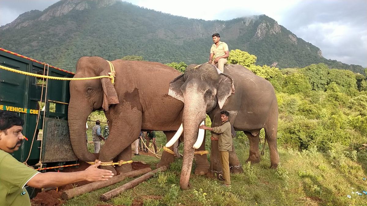 Crop-raiding elephant captured near Pollachi, for its third translocation in less than seven months