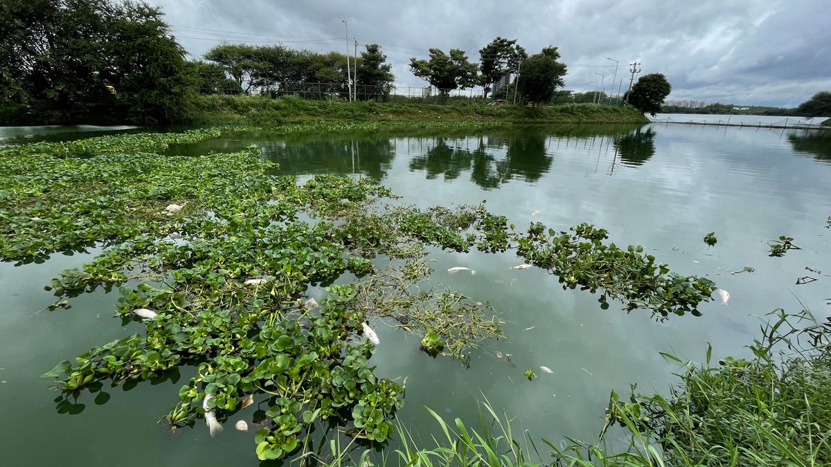 Fish choke to death in Jakkur lake