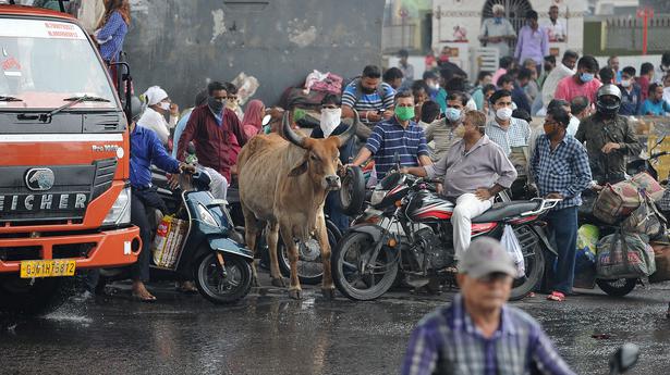 Gujarat faces a bovine problem