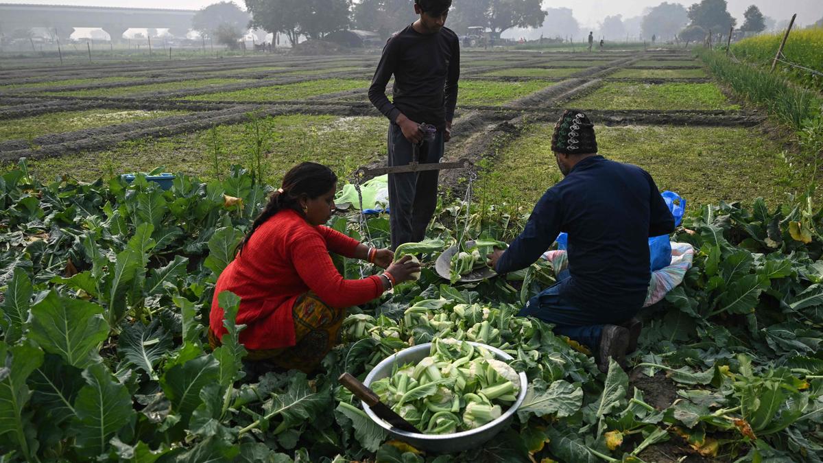 Centre trying to make India food basket of the world: Sitharaman