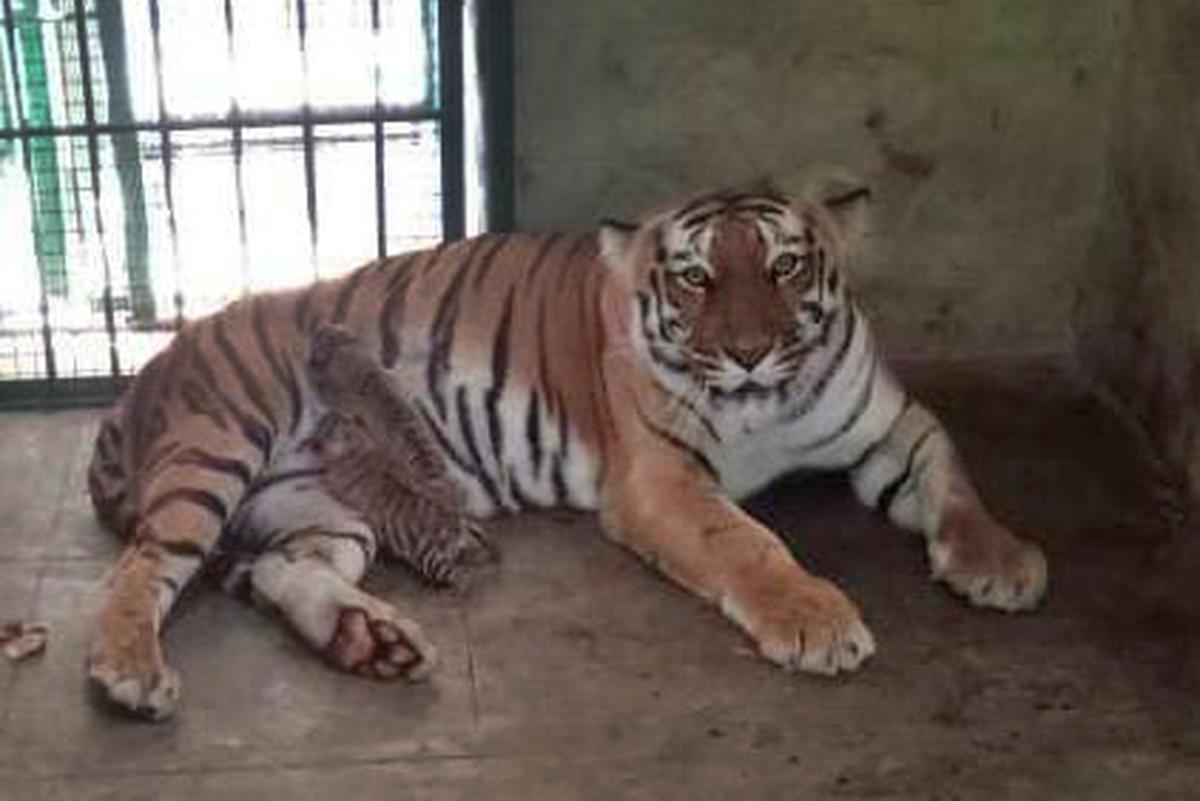 Tigeress with her newborn cubs in Bannerghatta Biological Park in Bengaluru.