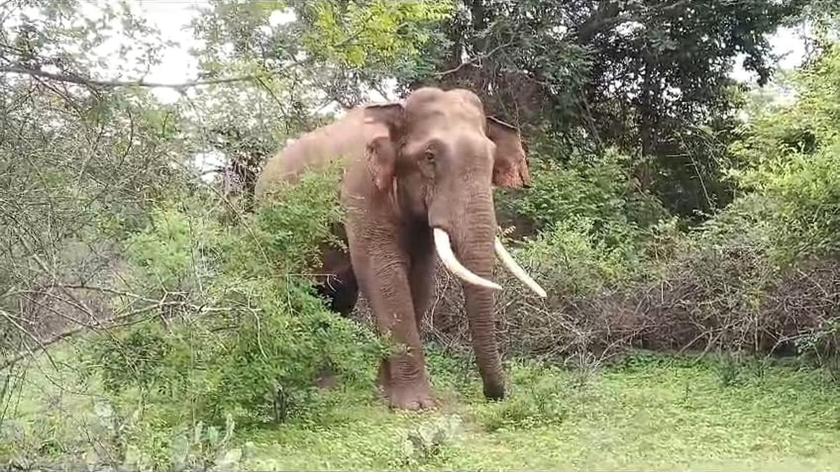 Encouraging trends in tourist footfall at M.M. Hills safari zone