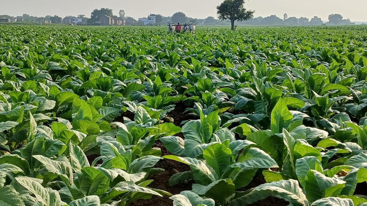 NIRCA partners with Hyderabad firm to test electric hot air chamber for tobacco curing