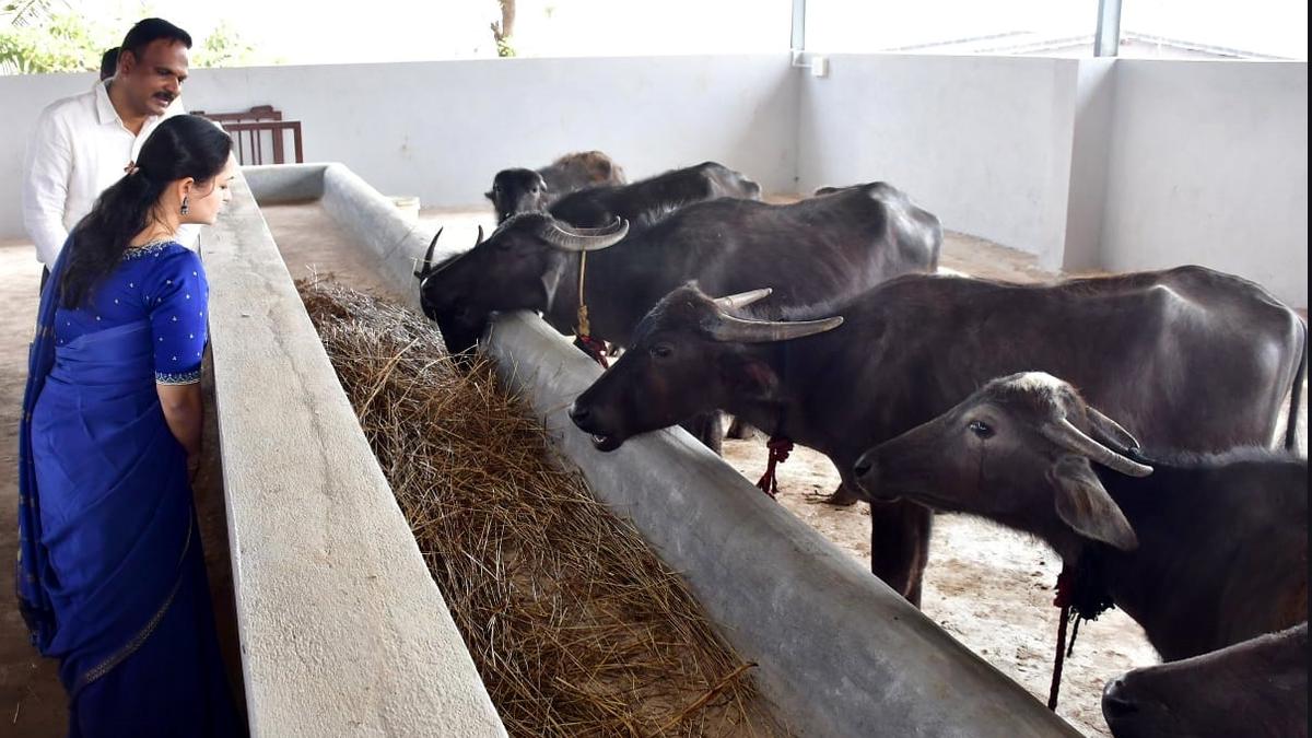 Fodder banks to be set up in all taluks of Dharwad district by this month-end