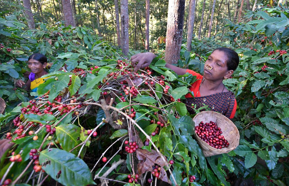 Tribal women harvesting organic coffee from a plantation near Girliguda village in Araku. 