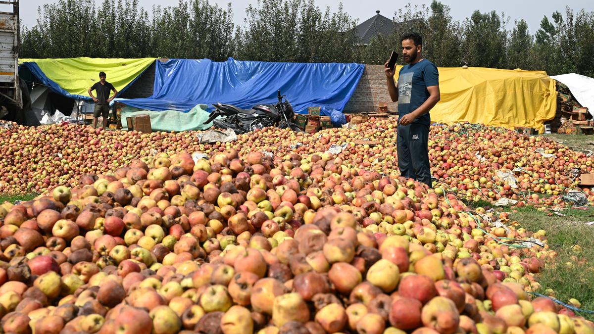 Apple stocks dumped in ditches, as key highway remains closed for third week in Kashmir