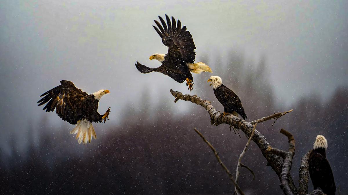 Indian-origin engineer wins best Nat Geo pictures contest for photo of bald eagles