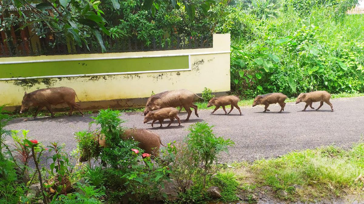 The wild boar challenge: To kill or not to kill