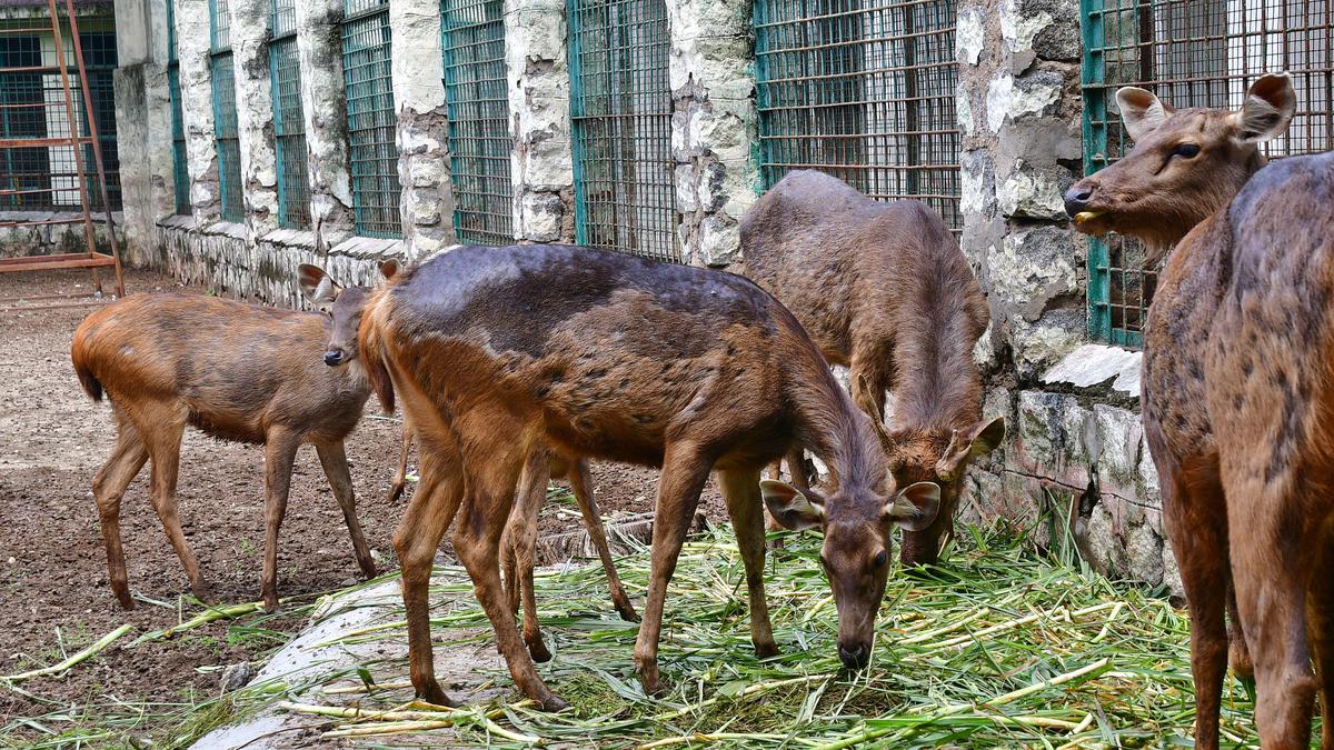 Deer, macaques from VOC Park Zoo to be released into the wild with caution