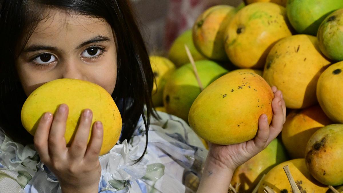 West Asia crisis: Export uncertainty hits mango trade, Karnataka farmers explore alternative and local markets