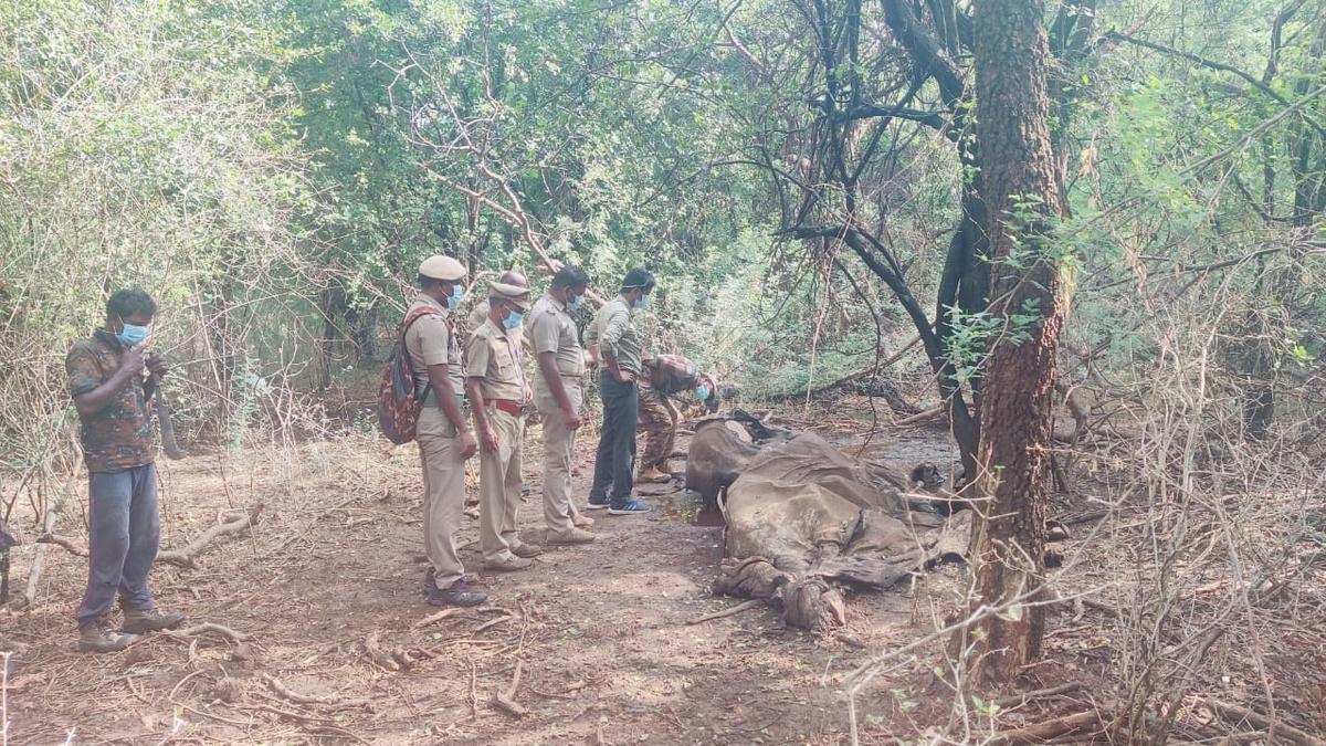 Two elephants found dead in Masinagudi division of Mudumalai Tiger Reserve