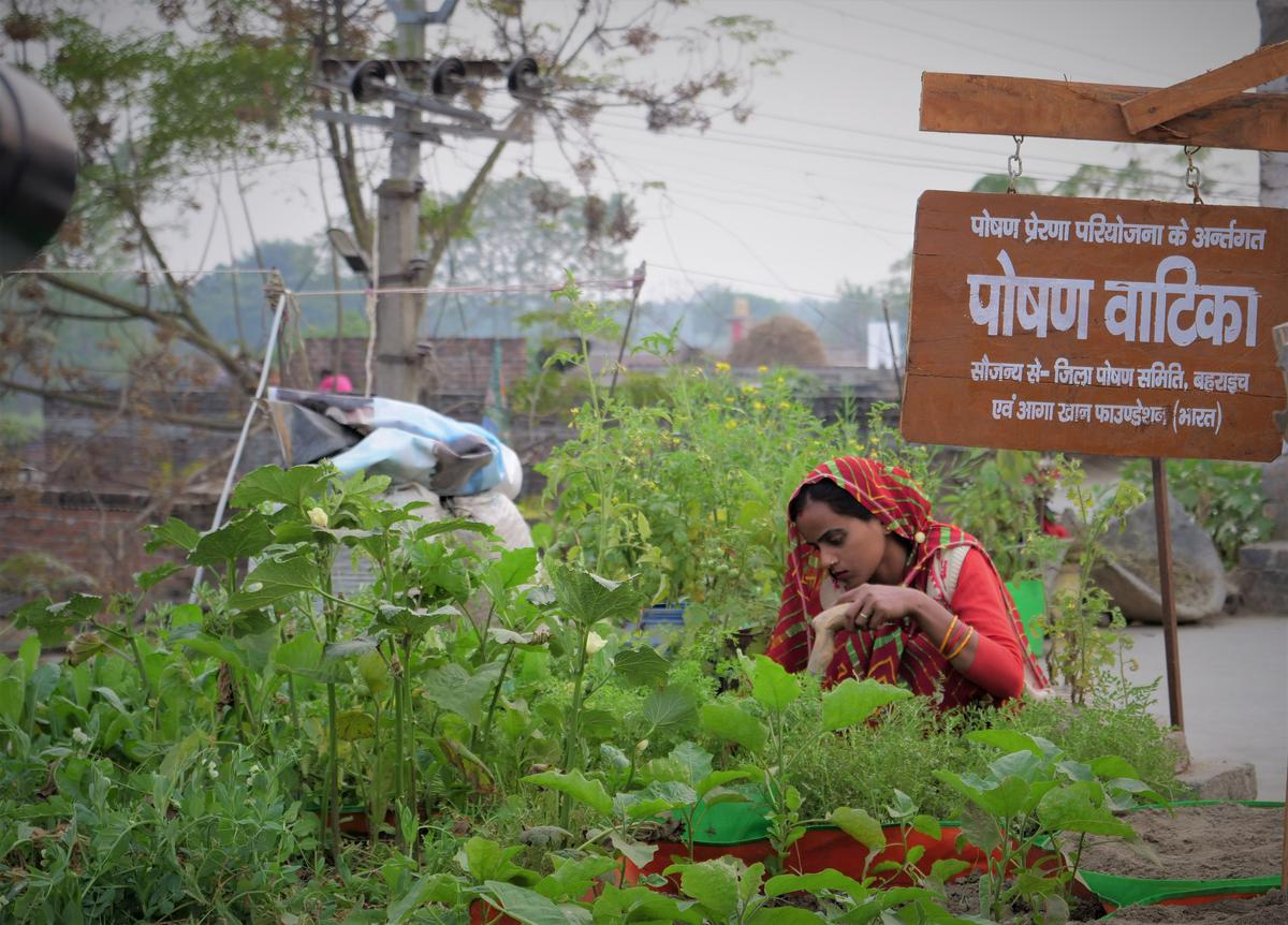 Les poshan vatikas, ou jardins nutritionnels, comme les appellent les femmes, sont irrigués avec les eaux usées des cuisines et des toilettes.