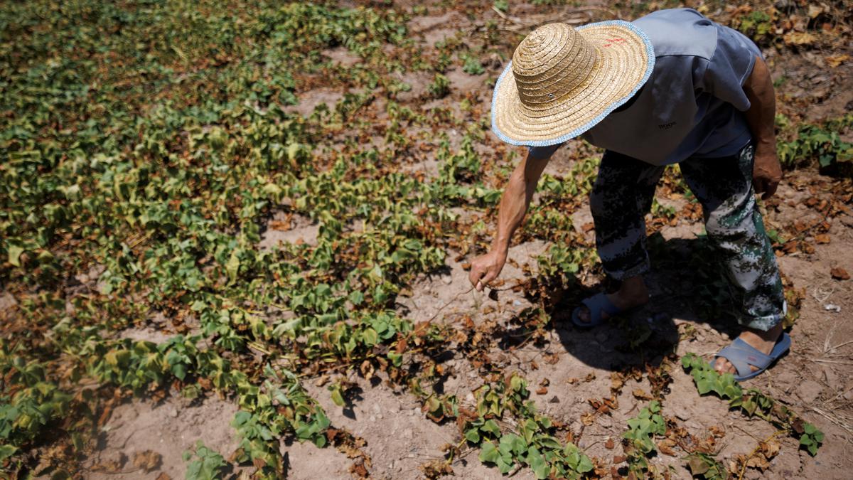 China plans cloud seeding to protect grain crop from drought