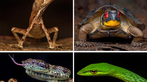 Herpetofaunal survey finds capital wildlife division as a biodiversity hotspot