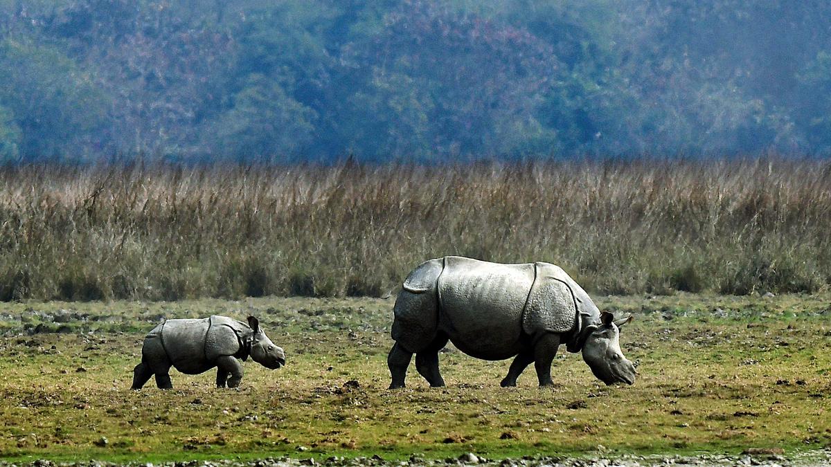 Bihar to increase population of greater one-horned Rhinos by 3%