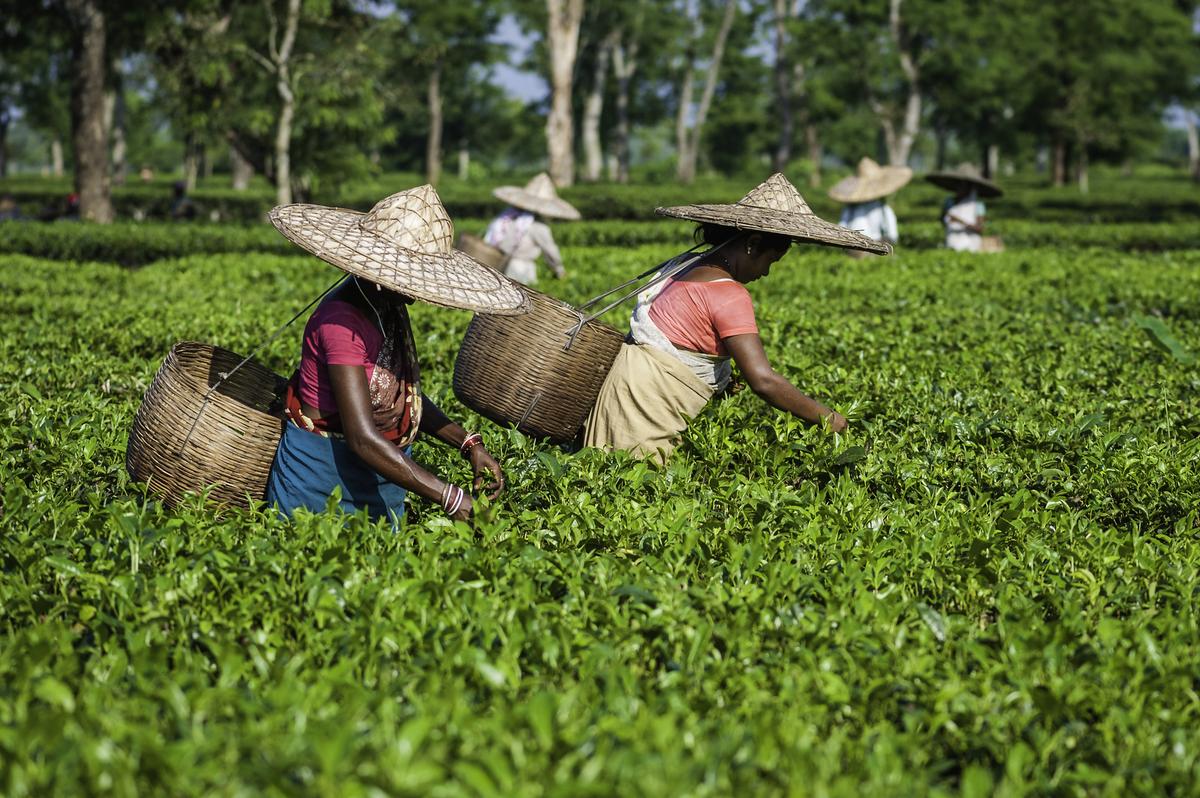 Harvesting tea leaves in Assam Harvesting tea leaves in Assam