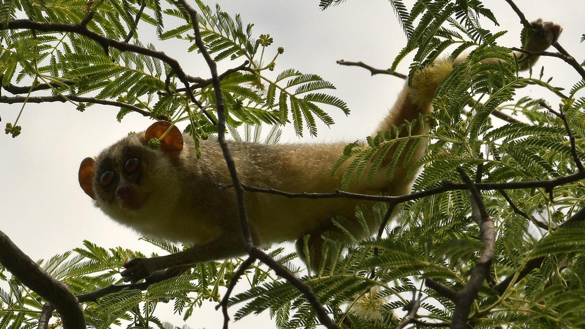 Forest Dept prepares management plan for the Kadavur Slender Loris Sanctuary