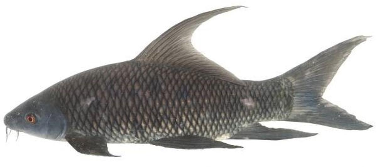 Labeo uru Labeo uru