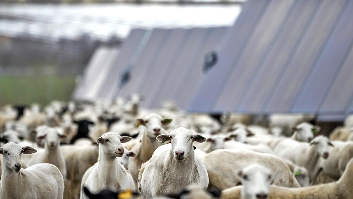 Booming solar farms in the U.S. put thousands of hungry sheep to work