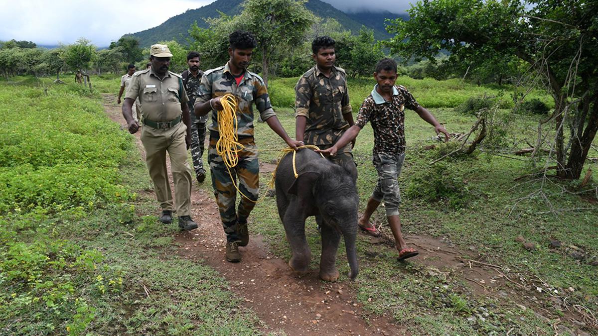 After reuniting, raising many orphaned elephant calves, T.N. Forest Dept. prepares Standard Operating Procedure