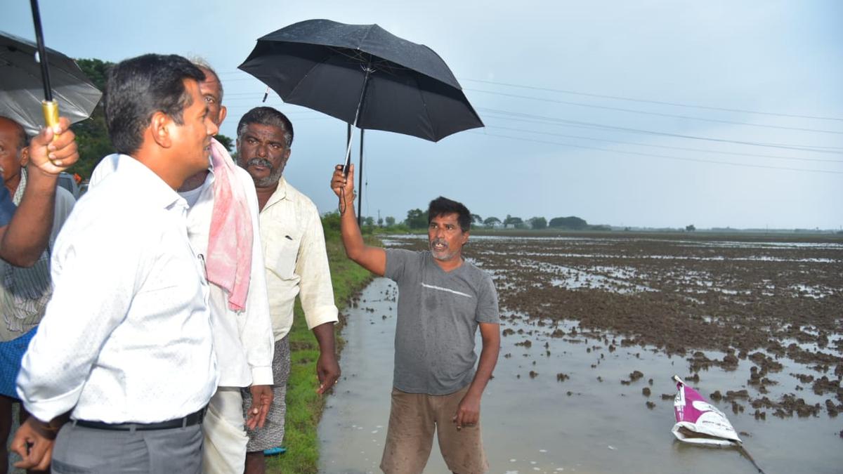 Farmers rue their fate as incessant rain submerges fields in South Coastal Andhra Pradesh