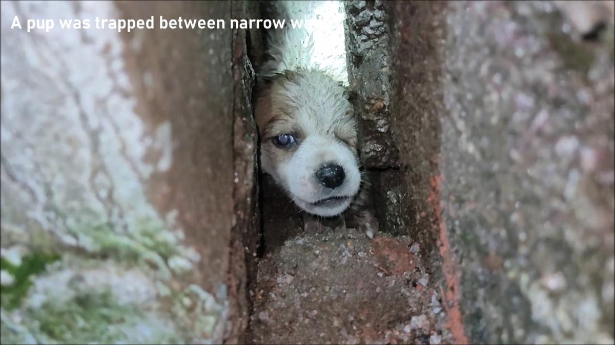 A puppy stuck between walls on Deepavali.