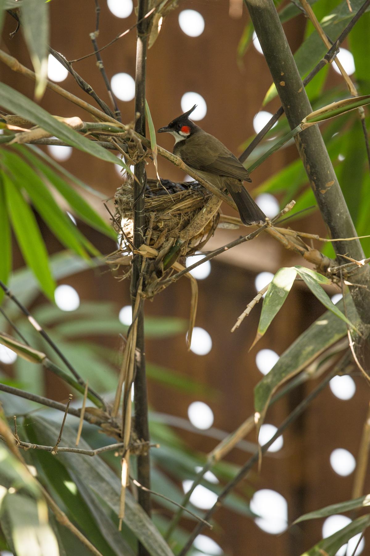 The Breathing Wall Residence: a bulbul is nesting in the central court.