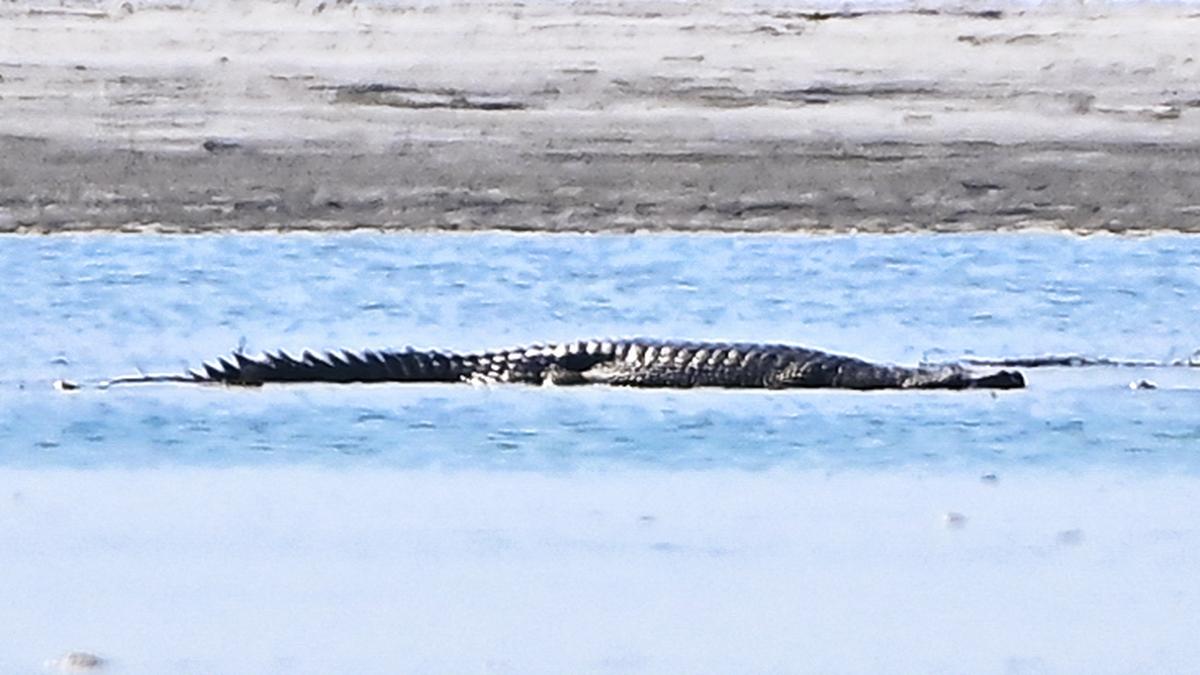 Brahmaputra’s lone female gharial’s long wait for a mate could end soon