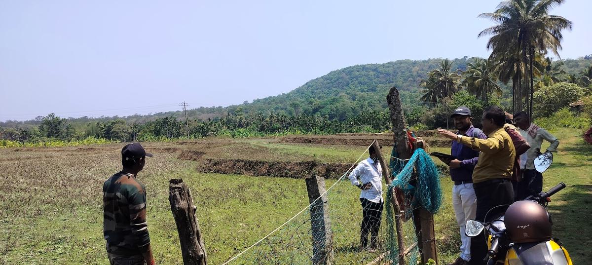 La encuesta conjunta se encuentra actualmente en los siete Taluks del distrito de Shivamogga sobre 9.129 acres. 