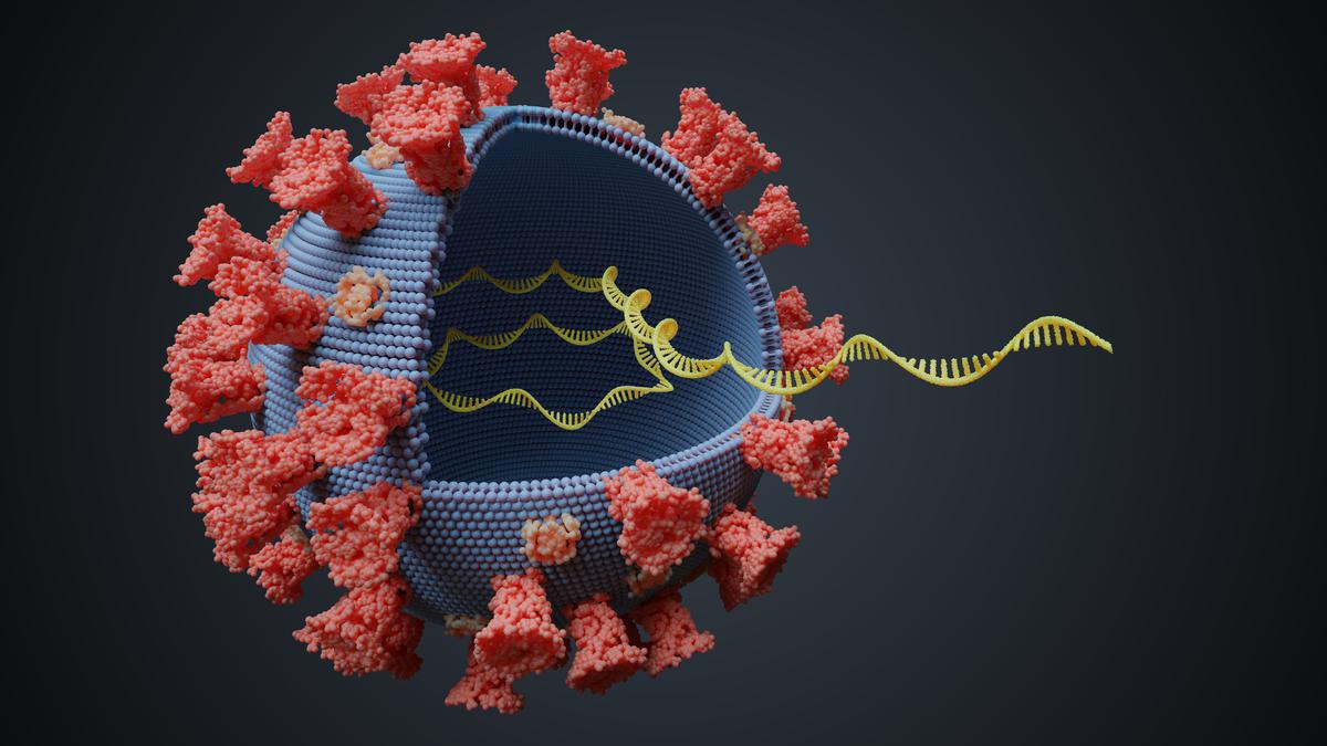 Explained | To err is viral: Why do most deadly viruses contain RNA?