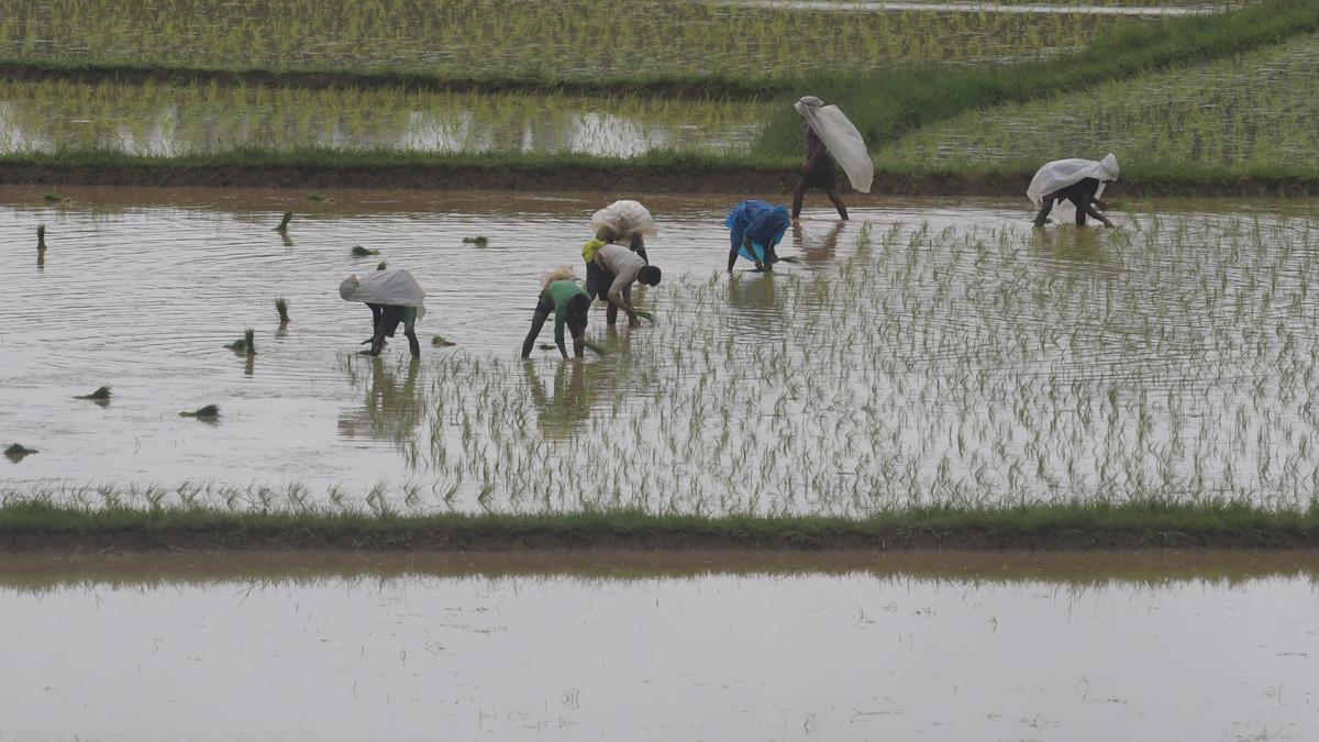 Rise in paddy support price: farmers wary of State’s move