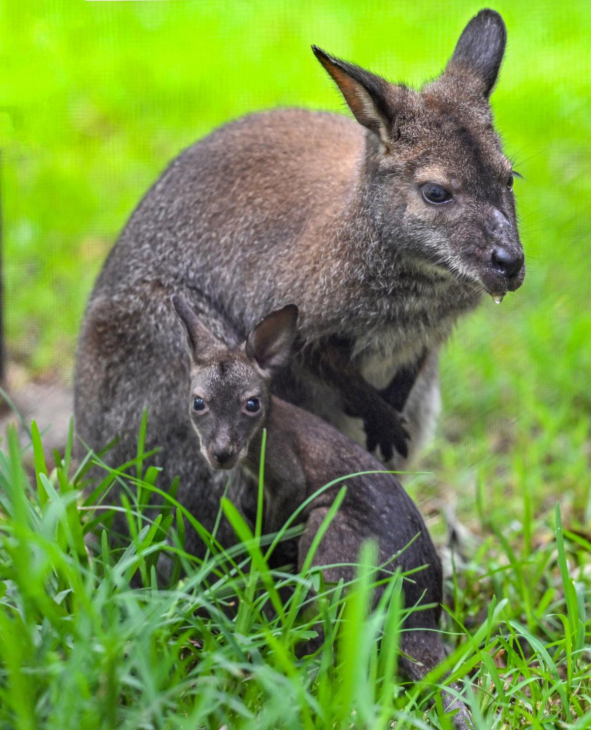 Klokan rudokrký spatřený se svým joeyem v Zoologickém parku Indiry Gándhíové (IGZP) ve Visakhapatnamu. Klokan rudokrký spatřený se svým joeyem v Zoologickém parku Indiry Gándhíové (IGZP) ve Visakhapatnamu.