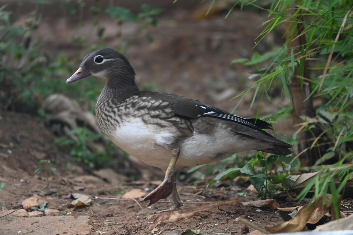 The zoo has a good collection of animals that include mammals, birds and reptiles. 