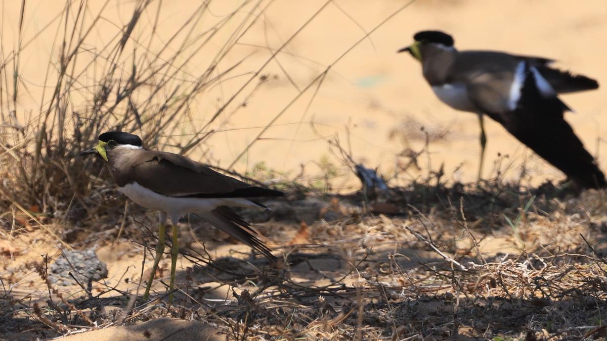 Yellow-wattled lapwing: a species hit by loss of open grasslands