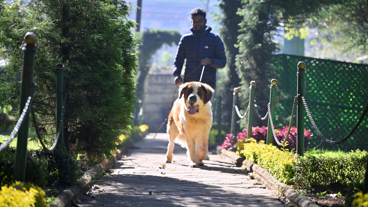 Tamil Nadu&rsquo;s first dog park opens in Udhagamandalam