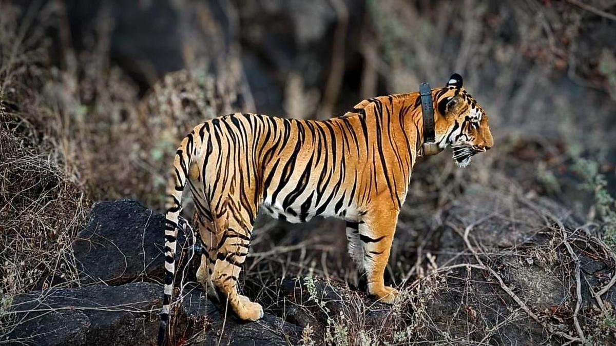 After nine cattle kills, Explorer to be tranquilised