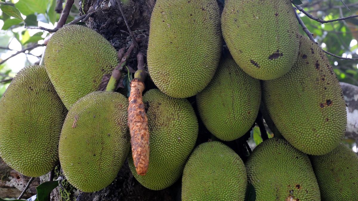 Jackfruit flour makes inroads as a healthy gluten-free alternative