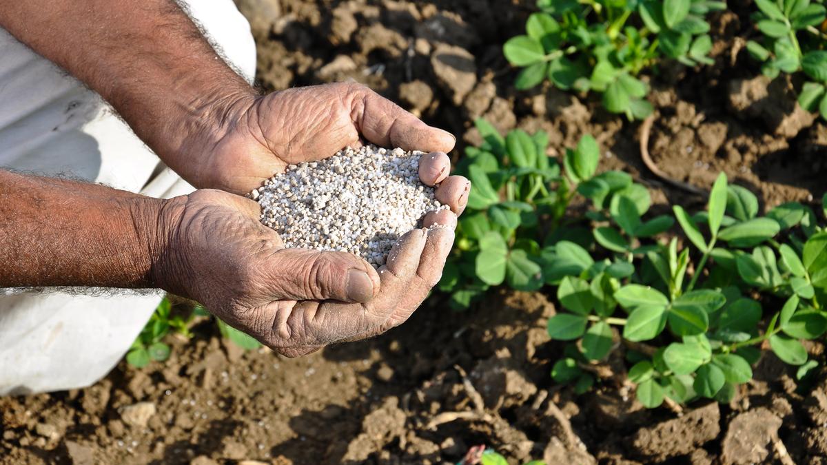 Amid shortage of fertilizers in Uttar Pradesh, Opposition alleges farmers stressed over government inaction