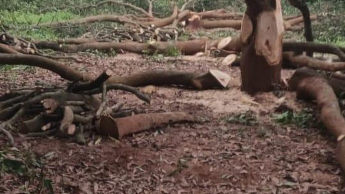 Collector urged to stop illegal occupation of lands in Komarada mandal in Parvatipuram-Manyam district