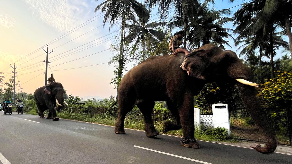Kumkis bring relief to Urangattiri residents after elephant episode