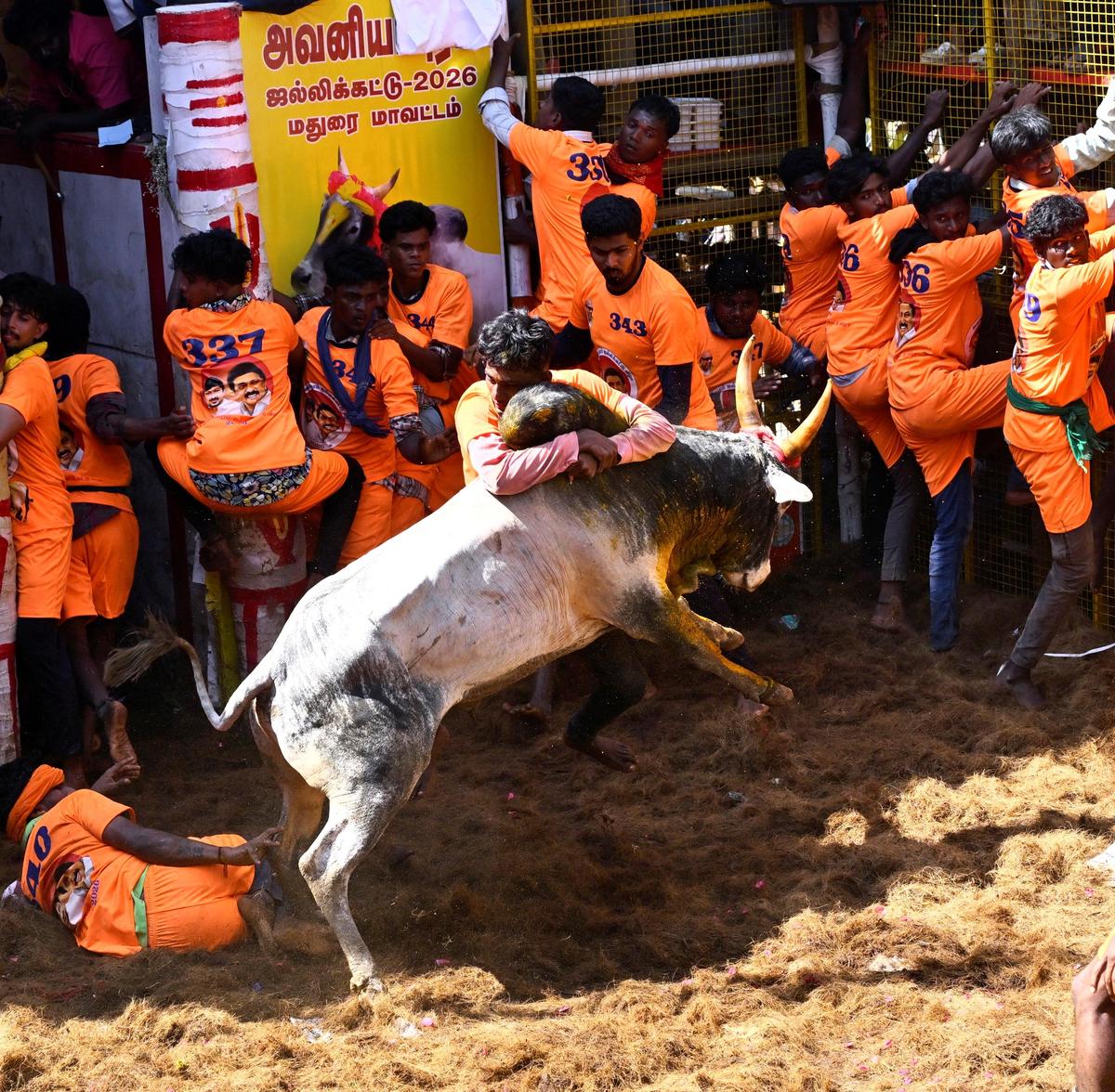 Cerca de 937 touros e 568 domadores participaram das 12 rodadas do evento