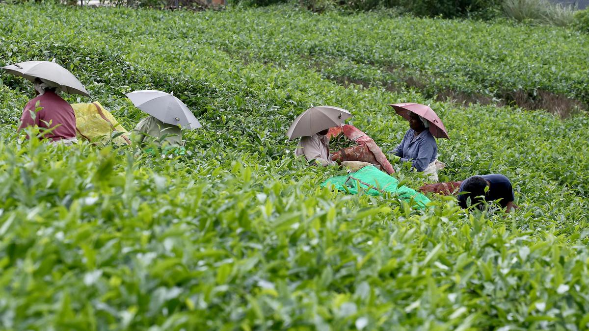 Tea sector in the Peerumade hills grappling with fresh challenges
