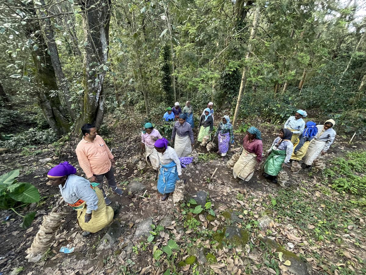 There is increasingly a shortage of labour while the cost of labour is on the rise in the coffee sector. Plantations are forced to depend heavily on migrant labours who are unskilled. Coffee plantation workers at work in Chikkamagaluru.