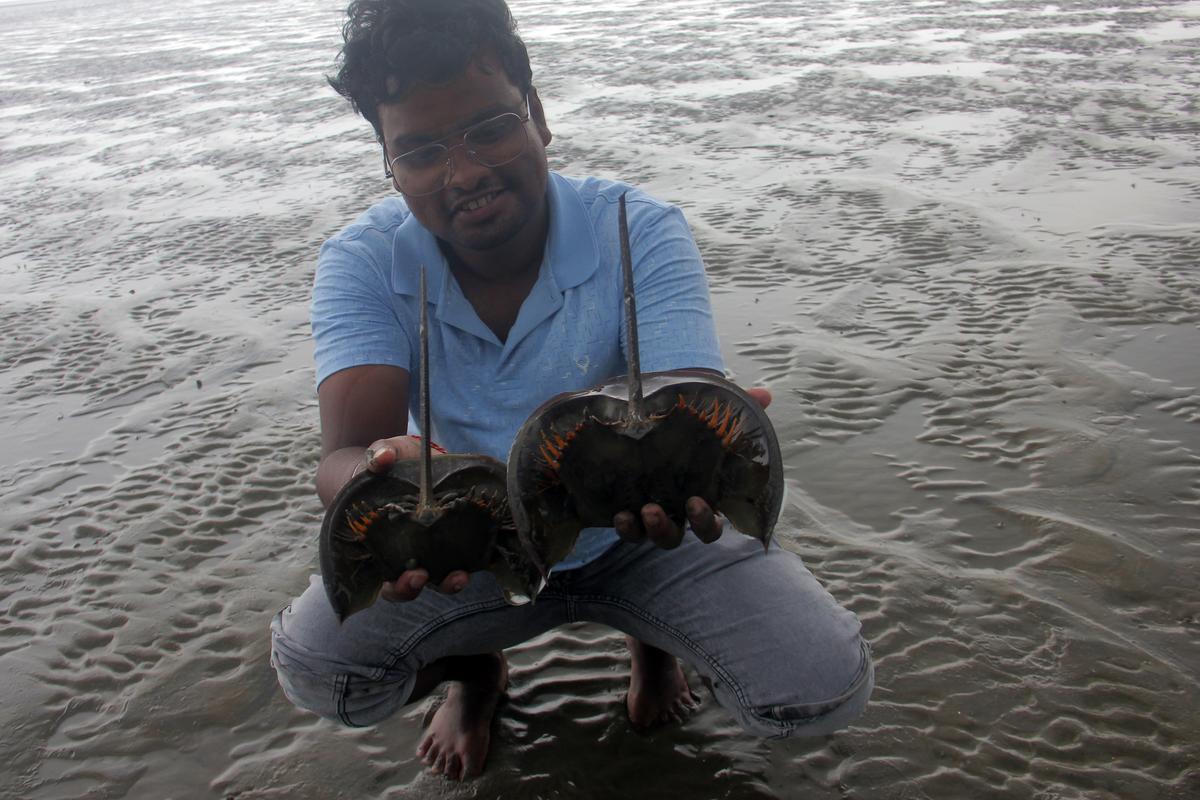 A member of the Zoological Survey of India (ZSI) picks up horseshoe crabs for tagging at Inchudipahi village, near Chandipur beach.