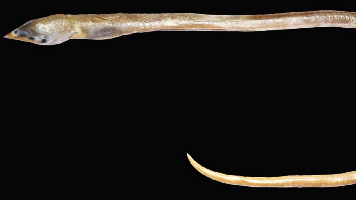 New species of finless snake eel discovered off Colachel coast named after Kanniyakumari