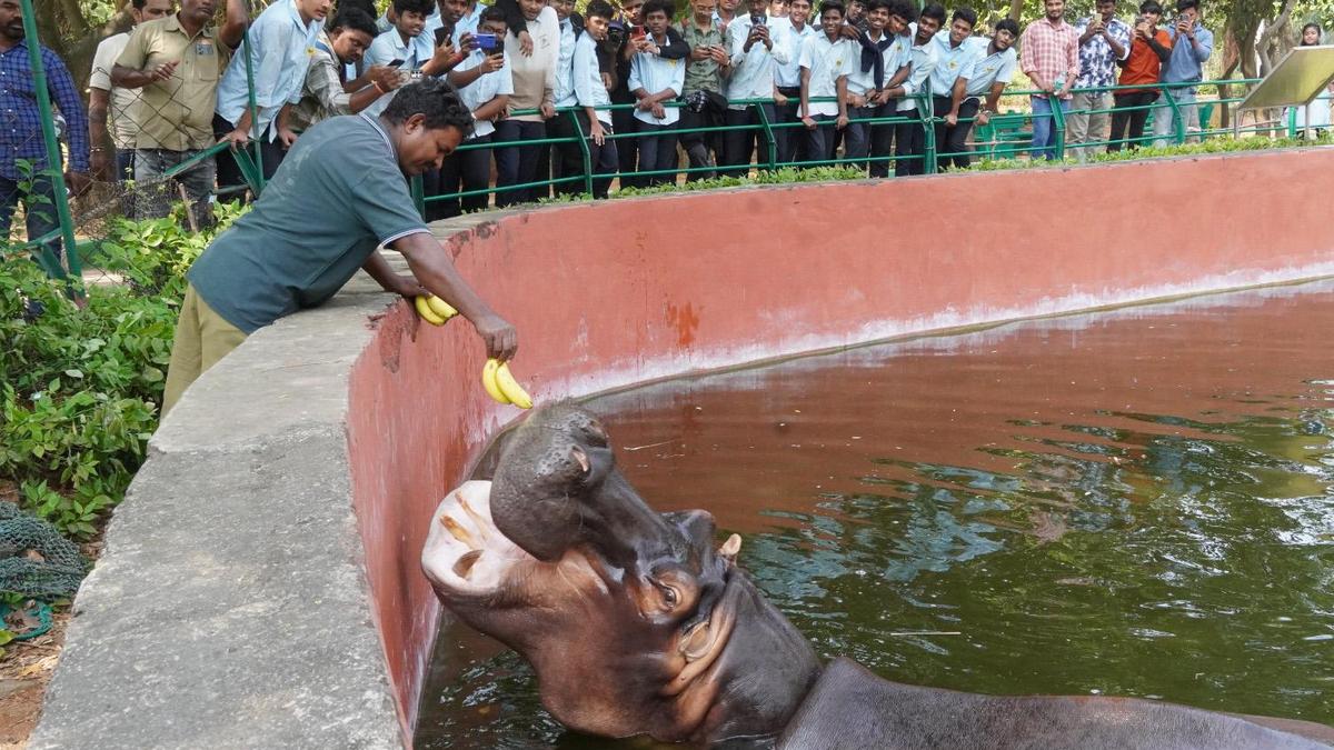 Vizag zoo celebrates hippo Jr. Dalapathi’s eighth birthday