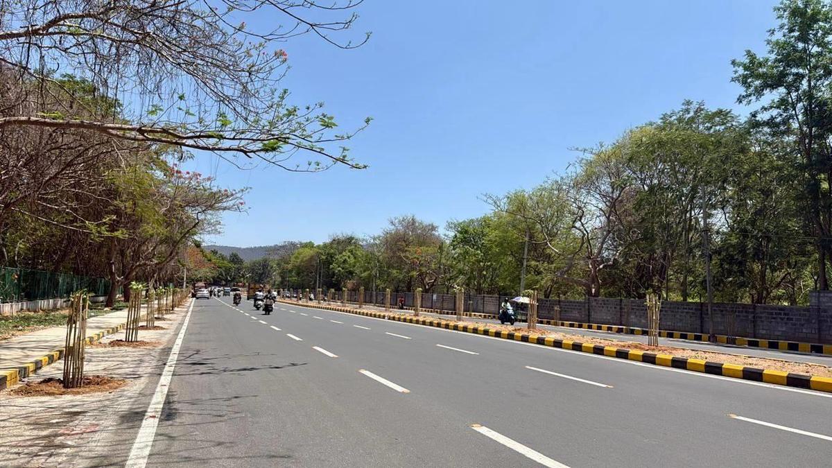 Widened Hyder Ali Road sports Tabebuia Rosea saplings